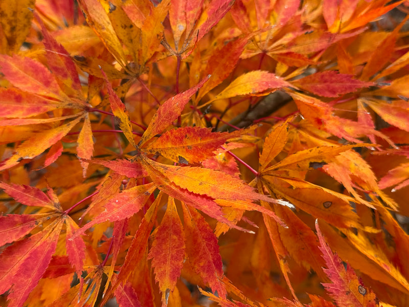 Acer palmatum 'Elwha' Japanese Maple
