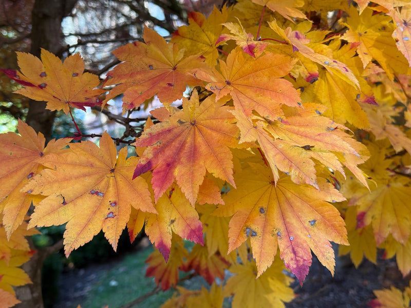 Acer japonicum 'Taki no gawa' Full Moon Japanese Maple
