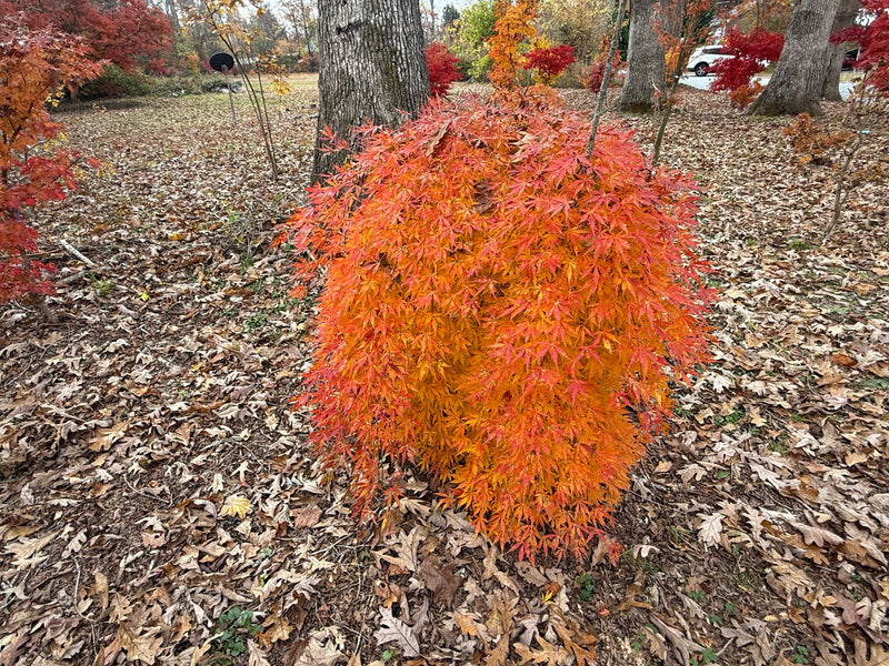 Acer palmatum 'Fountain of Youth' Japanese Maple