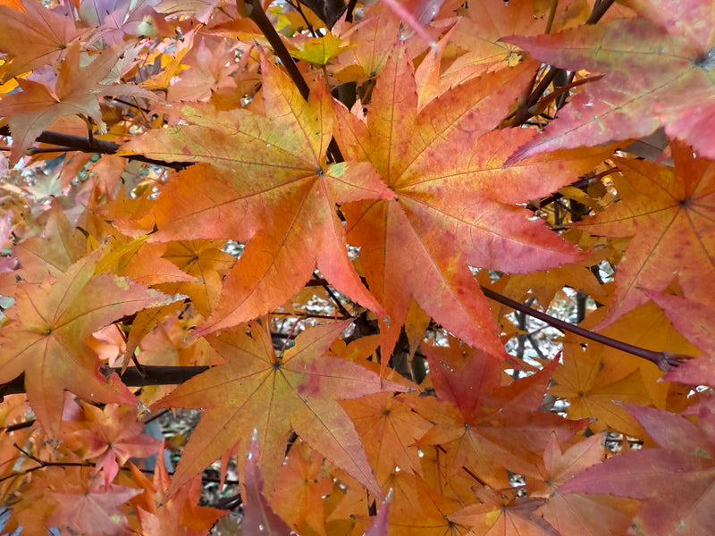 Acer robustum Rare Chinese Maple