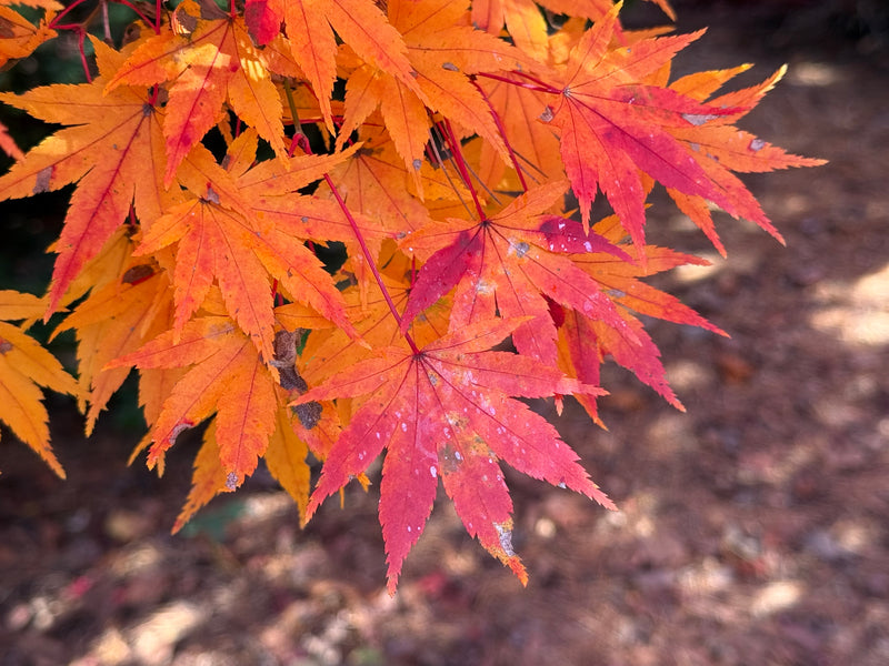 Acer palmatum 'Tobiosho' Japanese Maple