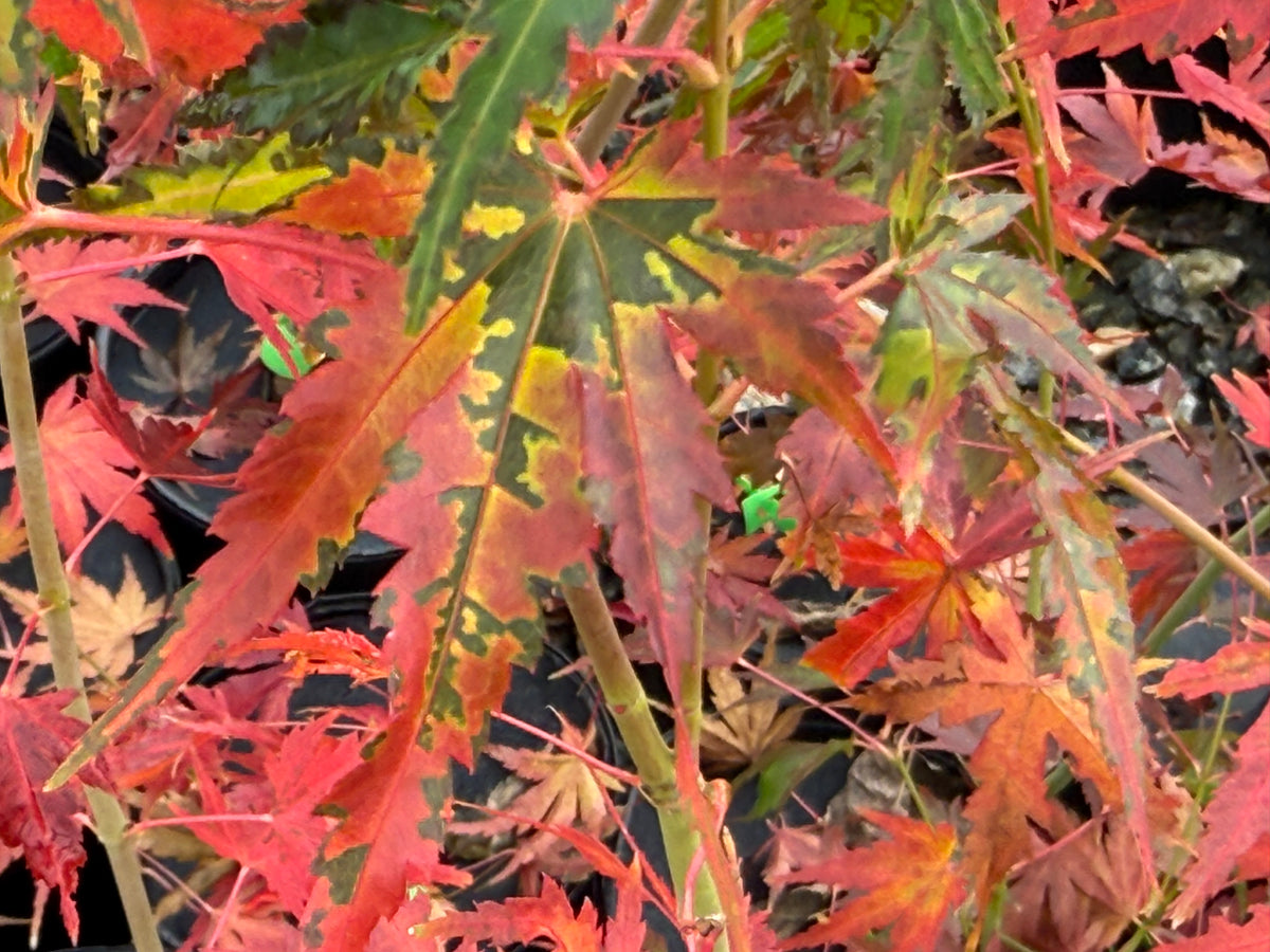 Buy Acer palmatum 'Elena Melody' Japanese Maple — Mr Maple │ Buy