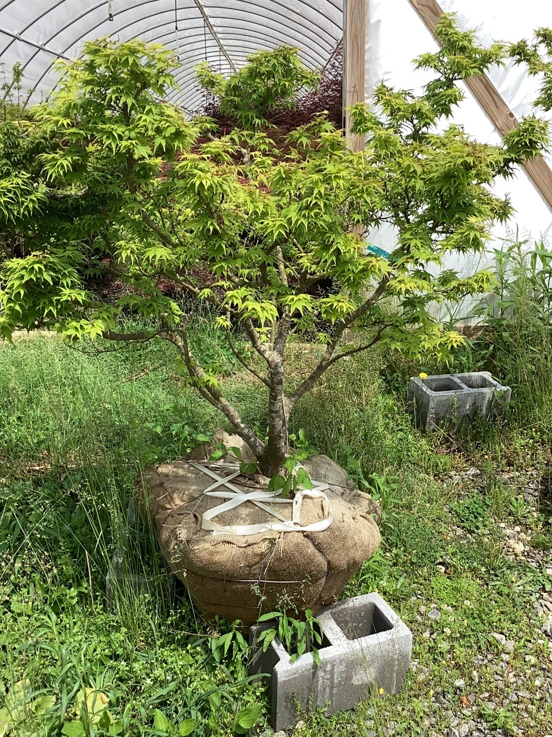 【曜日指定】ak-_-uwa-_-wow-0610 Buy Acer palmatum 'Mikawa yatsubusa' Dwarf Japanese Maple — Mr