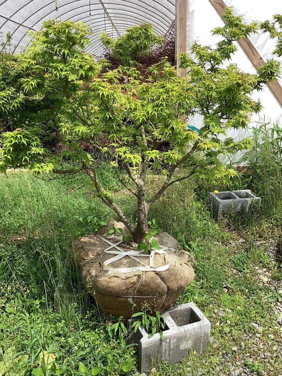 Buy Acer palmatum 'Mikawa yatsubusa' Dwarf Japanese Maple — Mr Maple │ Buy  Japanese Maple Trees