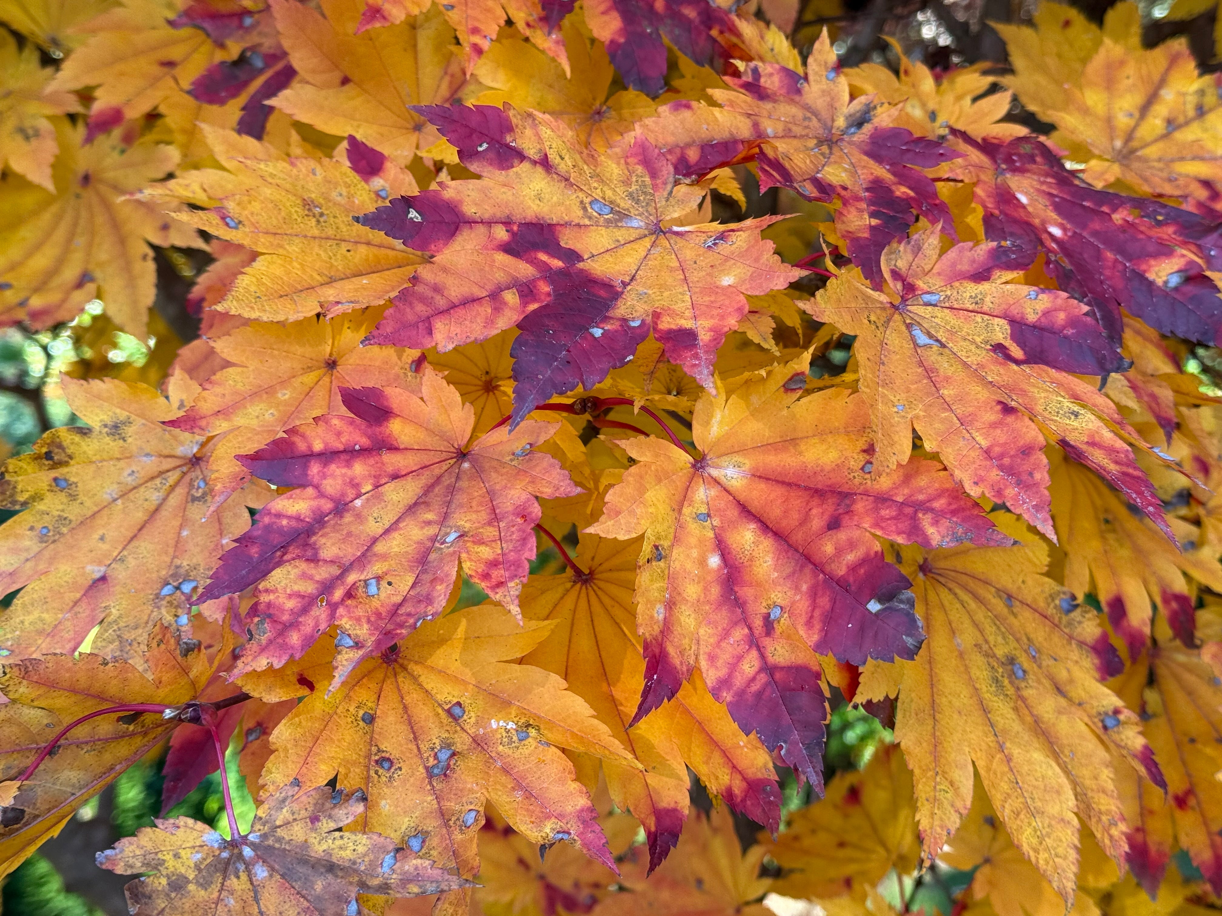 ☆takwo Buy Acer japonicum 'Taki no gawa' Full Moon Japanese Maple — Mr