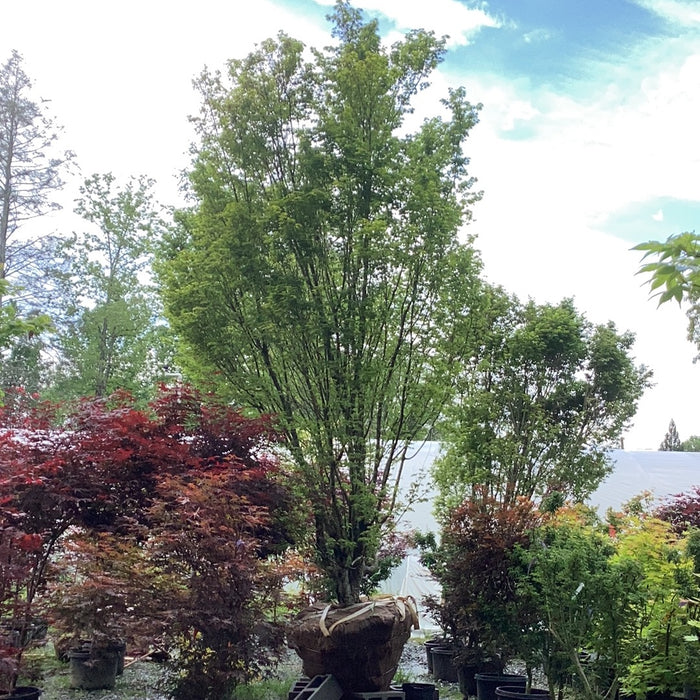 FOR PICKUP ONLY | Acer palmatum 'Tsukasa Silhouette' Columnar Japanese Maple | DOES NOT SHIP