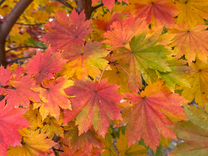 Acer pseudosieboldianum ssp takesimense Ulleung-do Island Maple