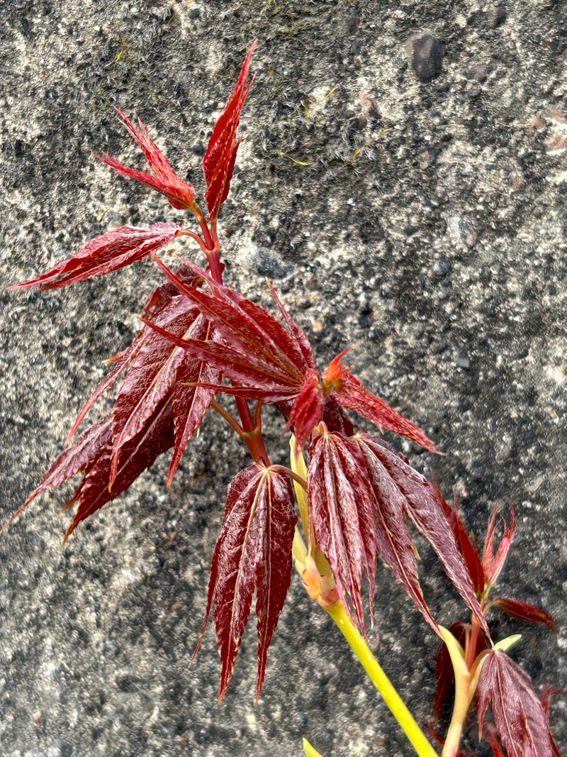 Acer oliverianum 'Hot Rod' Japanese Maple