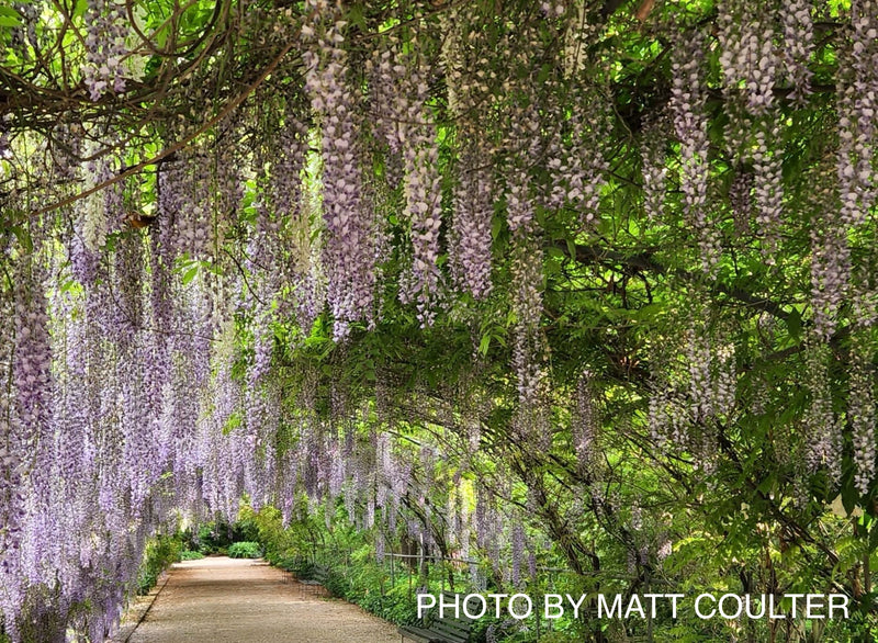 Wisteria floribunda 'Lawrence' Pale Lavender Japanese Wisteria