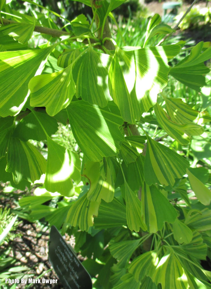 Ginkgo biloba 'California Sunset' Ginkgo Tree