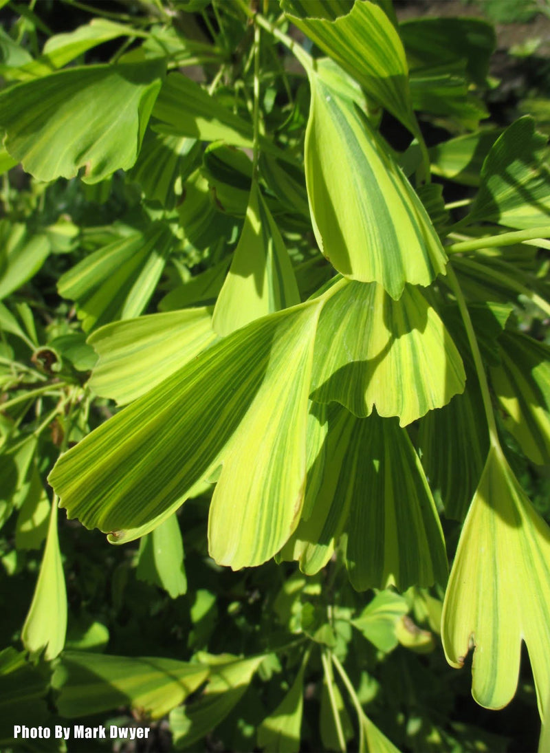 Ginkgo biloba 'California Sunset' Ginkgo Tree