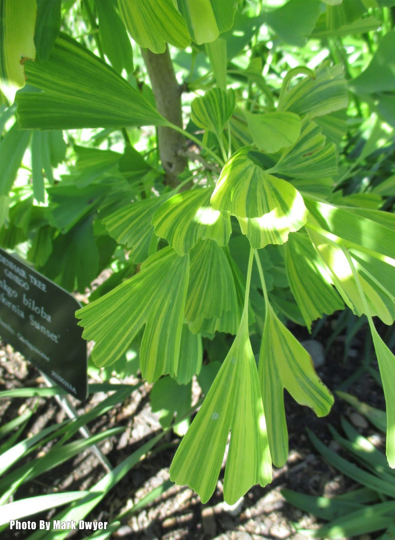 Ginkgo biloba 'California Sunset' Ginkgo Tree