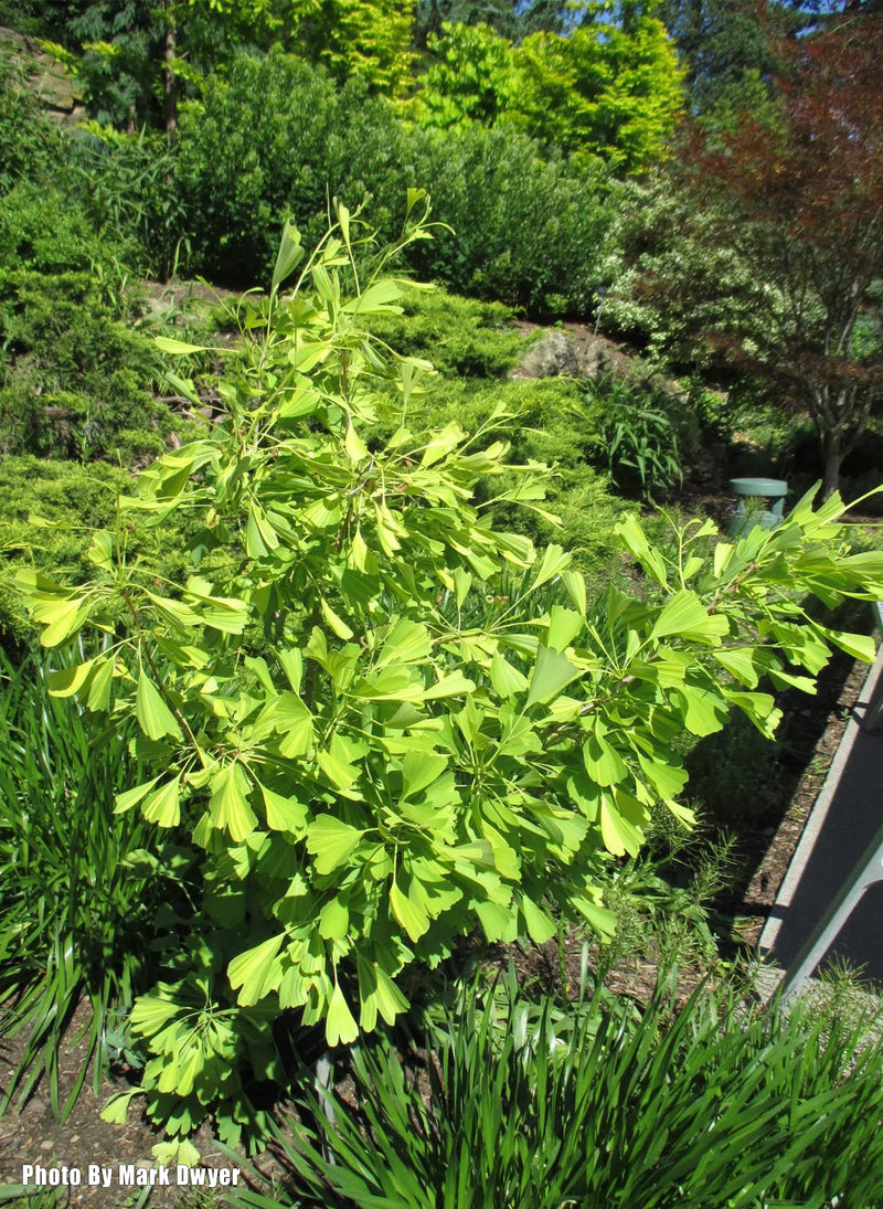 Ginkgo biloba 'California Sunset' Ginkgo Tree