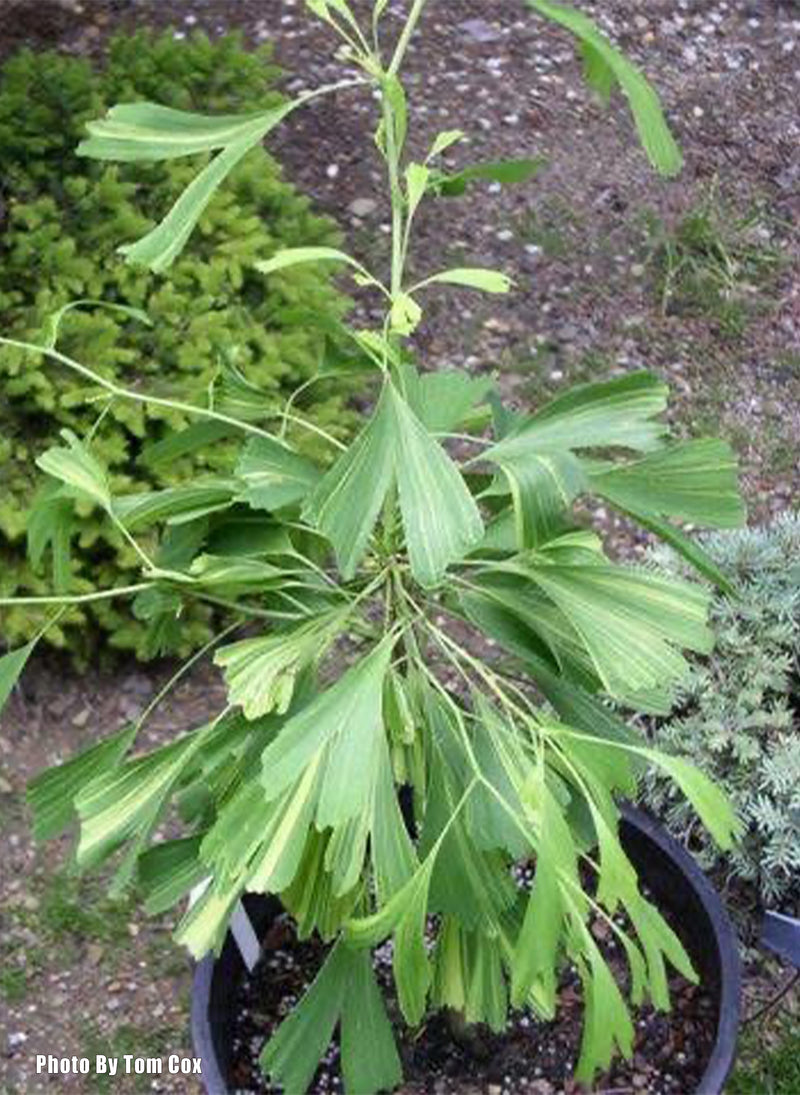 Ginkgo biloba 'California Sunset' Ginkgo Tree