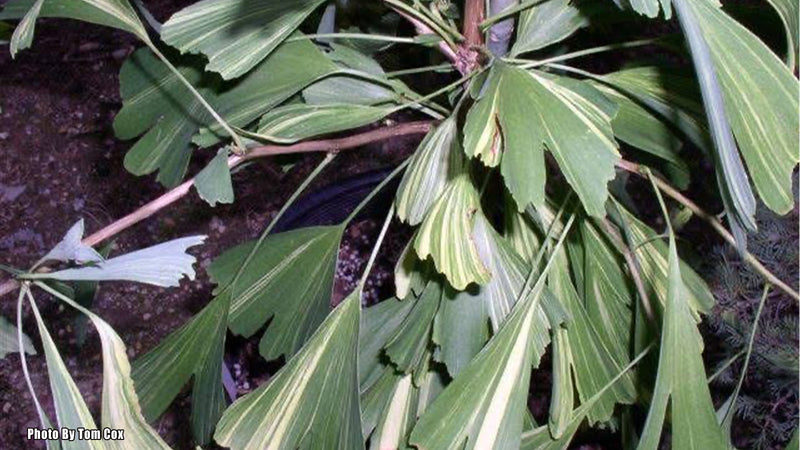 Ginkgo biloba 'California Sunset' Ginkgo Tree