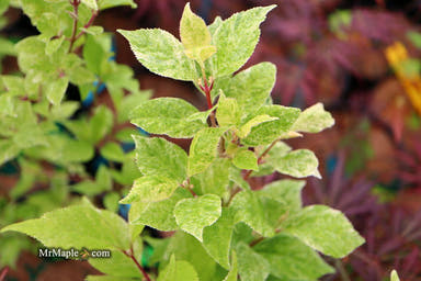 - Callicarpa japonica 'Shiji murasaki' Japanese Beautyberry - Mr Maple │ Buy Japanese Maple Trees