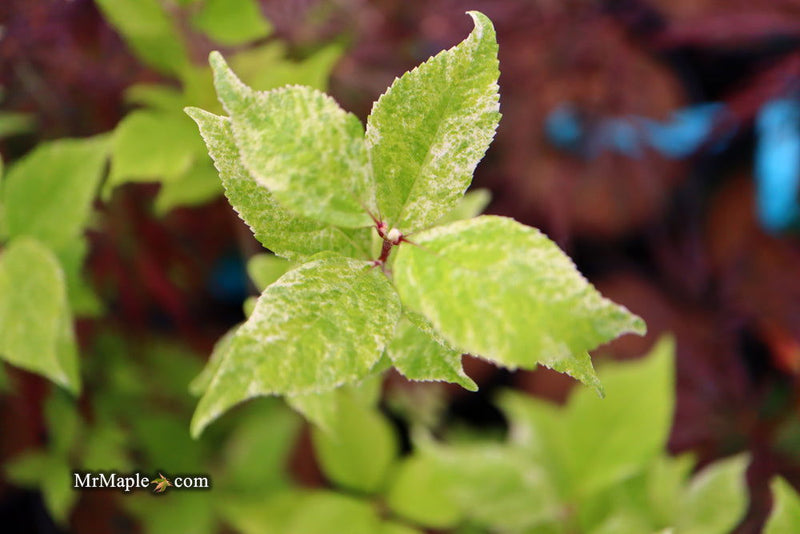 - Callicarpa japonica 'Shiji murasaki' Japanese Beautyberry - Mr Maple │ Buy Japanese Maple Trees