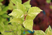 - Callicarpa japonica 'Shiji murasaki' Japanese Beautyberry - Mr Maple │ Buy Japanese Maple Trees