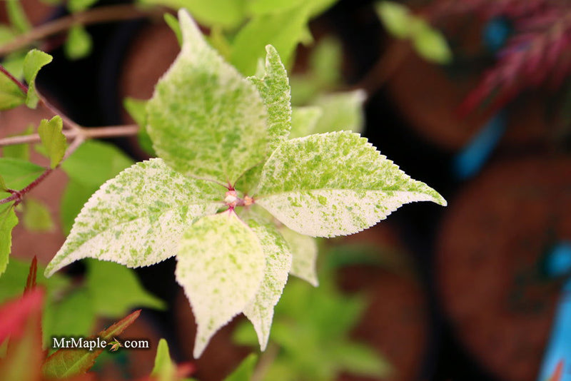 - Callicarpa japonica 'Shiji murasaki' Japanese Beautyberry - Mr Maple │ Buy Japanese Maple Trees