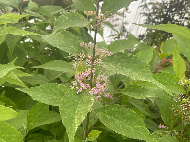 - Callicarpa japonica 'Shiji murasaki' Japanese Beautyberry - Mr Maple │ Buy Japanese Maple Trees