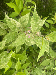 - Callicarpa japonica 'Shiji murasaki' Japanese Beautyberry - Mr Maple │ Buy Japanese Maple Trees