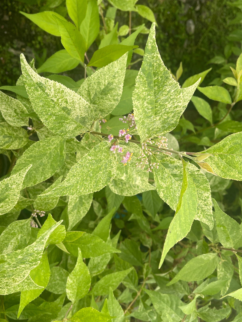 - Callicarpa japonica 'Shiji murasaki' Japanese Beautyberry - Mr Maple │ Buy Japanese Maple Trees