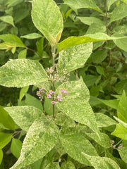 - Callicarpa japonica 'Shiji murasaki' Japanese Beautyberry - Mr Maple │ Buy Japanese Maple Trees