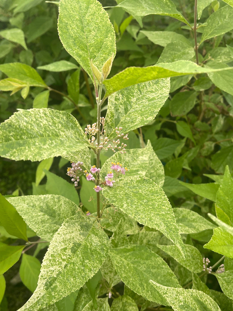 - Callicarpa japonica 'Shiji murasaki' Japanese Beautyberry - Mr Maple │ Buy Japanese Maple Trees