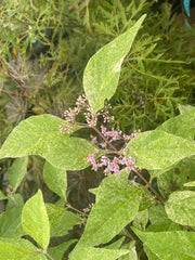 - Callicarpa japonica 'Shiji murasaki' Japanese Beautyberry - Mr Maple │ Buy Japanese Maple Trees