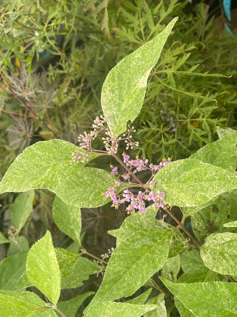 - Callicarpa japonica 'Shiji murasaki' Japanese Beautyberry - Mr Maple │ Buy Japanese Maple Trees