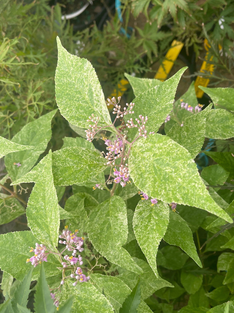 - Callicarpa japonica 'Shiji murasaki' Japanese Beautyberry - Mr Maple │ Buy Japanese Maple Trees
