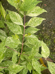 - Callicarpa japonica 'Shiji murasaki' Japanese Beautyberry - Mr Maple │ Buy Japanese Maple Trees