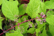 - Callicarpa japonica 'Shiji murasaki' Japanese Beautyberry - Mr Maple │ Buy Japanese Maple Trees