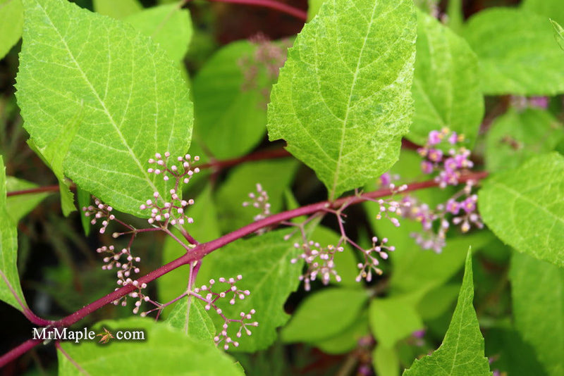 - Callicarpa japonica 'Shiji murasaki' Japanese Beautyberry - Mr Maple │ Buy Japanese Maple Trees