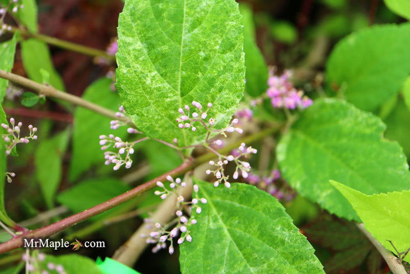 - Callicarpa japonica 'Shiji murasaki' Japanese Beautyberry - Mr Maple │ Buy Japanese Maple Trees
