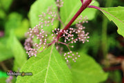 - Callicarpa japonica 'Shiji murasaki' Japanese Beautyberry - Mr Maple │ Buy Japanese Maple Trees