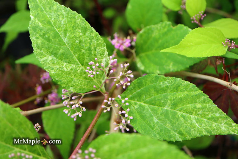 - Callicarpa japonica 'Shiji murasaki' Japanese Beautyberry - Mr Maple │ Buy Japanese Maple Trees