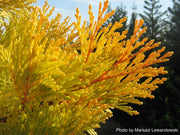 - Calocedrus decurrens 'Berrima Gold' Golden Incense Cedar - Mr Maple │ Buy Japanese Maple Trees