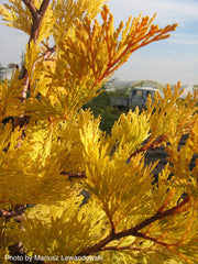 - Calocedrus decurrens 'Berrima Gold' Golden Incense Cedar - Mr Maple │ Buy Japanese Maple Trees