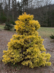 - Calocedrus decurrens 'Berrima Gold' Golden Incense Cedar - Mr Maple │ Buy Japanese Maple Trees