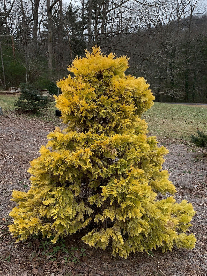 - Calocedrus decurrens 'Berrima Gold' Golden Incense Cedar - Mr Maple │ Buy Japanese Maple Trees