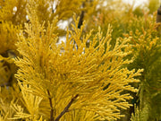 - Calocedrus decurrens 'Berrima Gold' Golden Incense Cedar - Mr Maple │ Buy Japanese Maple Trees