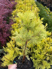 - Calocedrus decurrens 'Berrima Gold' Golden Incense Cedar - Mr Maple │ Buy Japanese Maple Trees