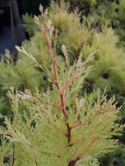 - Calocedrus decurrens 'Berrima Gold' Golden Incense Cedar - Mr Maple │ Buy Japanese Maple Trees