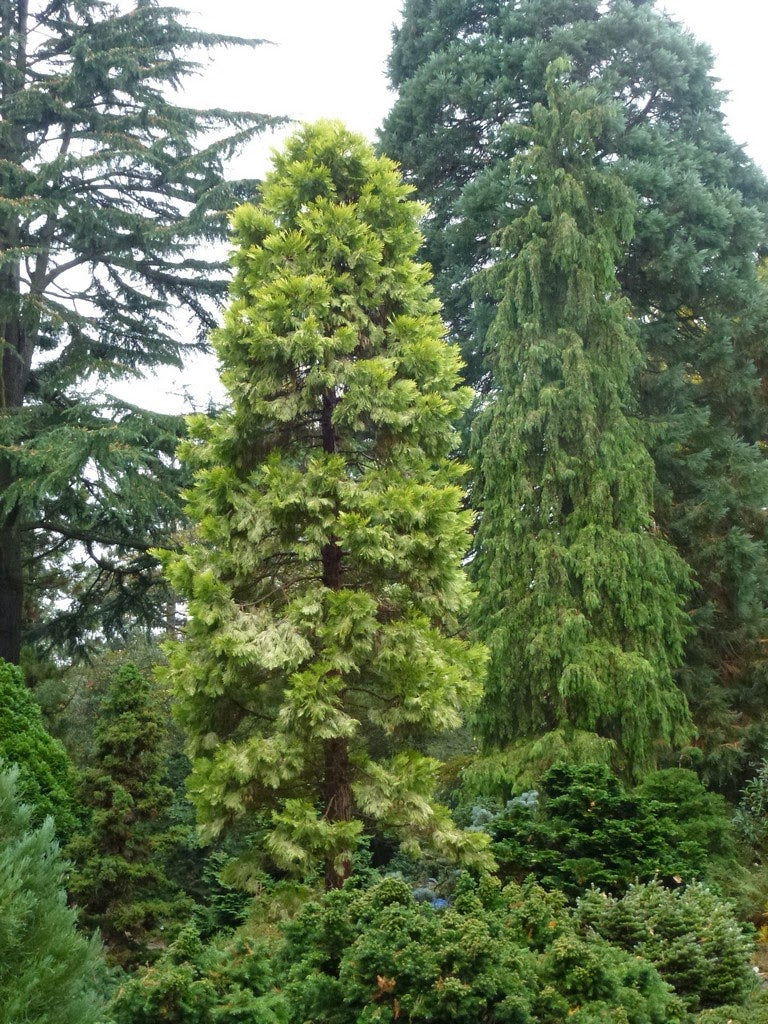 - Calocedrus decurrens 'Berrima Gold' Golden Incense Cedar - Mr Maple │ Buy Japanese Maple Trees