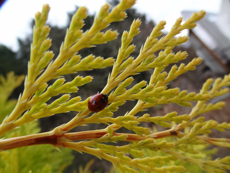 - Calocedrus decurrens 'Berrima Gold' Golden Incense Cedar - Mr Maple │ Buy Japanese Maple Trees