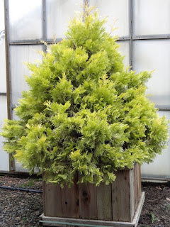 - Calocedrus decurrens 'Berrima Gold' Golden Incense Cedar - Mr Maple │ Buy Japanese Maple Trees