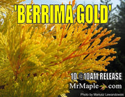 - Calocedrus decurrens 'Berrima Gold' Golden Incense Cedar - Mr Maple │ Buy Japanese Maple Trees