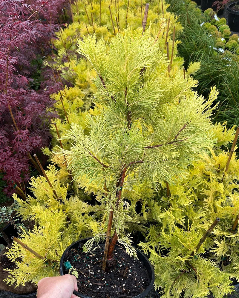 - Calocedrus decurrens 'Berrima Gold' Golden Incense Cedar - Mr Maple │ Buy Japanese Maple Trees