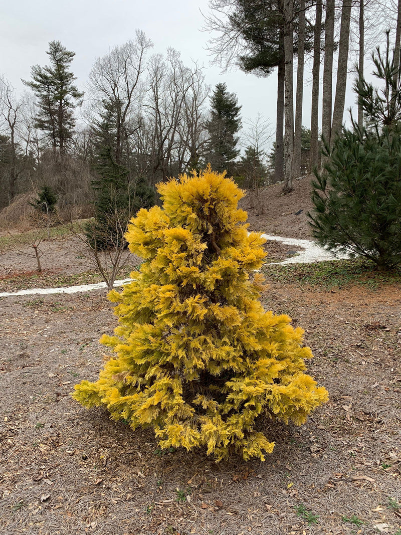 - Calocedrus decurrens 'Berrima Gold' Golden Incense Cedar - Mr Maple │ Buy Japanese Maple Trees